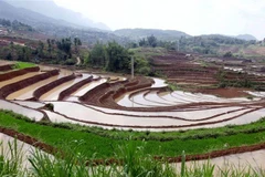 Ảnh minh họa. (Nguồn: TTXVN)