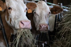 Ảnh minh họa. (Nguồn: AFP)