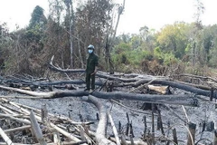 Vụ phá rừng ở Đắk Nông: Kỷ luật Chủ tịch công ty Quảng Sơn