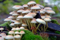 Ảnh minh họa. (Nguồn: NDTV Food)