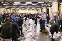 Chợ cá Tsukiji, Nhật Bản. (Nguồn: AFP)
