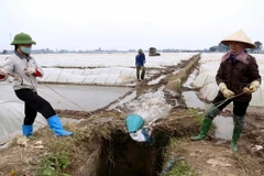 Nông dân xã Đại Đình Thành, huyện Thuận Thành, Bắc Ninh tranh thủ nguồn nước đợt 3 để tưới dưỡng cho mạ, chuẩn bị cấy vụ lúa Đông Xuân. (Ảnh: Vũ Sinh/TTXVN)