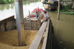 Hút lúa từ ghe vào nhà máy chế biến Thoại Sơn của Tập đoàn Lộc Trời. (Ảnh: Hồng Nhung/TTXVN)