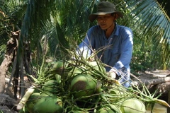 Thu mua dừa trái tại vườn. (Ảnh: Huỳnh Phúc Hậu/TTXVN)