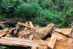Một điểm khai thác gỗ Pơ mu của lâm tặc. (Ảnh: Xuân Tư/TTXVN)