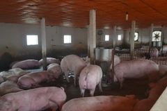 Ảnh chỉ có tính minh họa. (Ảnh: Thu Hoài/TTXVN)