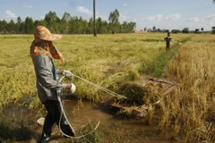 Thu hoạch lúa tại một cánh đồng ở làng Kob Sro, ngoại ô Phnom Penh. (Nguồn: AP/TTXVN)