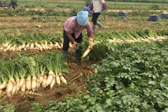 Trên địa bàn xã Tráng Việt, huyện Mê Linh có 80 hécta trồng củ cải. (Ảnh: PV/Vietnam+)