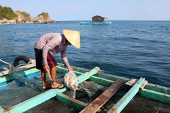 Ảnh chỉ mang tính minh họa. (Nguồn: TTXVN)