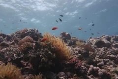 Một phần của rạn san hô Great Barrier bị tẩy trắng. (Ảnh: AFP/TTXVN)
