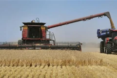 Thu hoạch lúa mạch tại một trang trại ở Melbourne, Australia. (Ảnh: AFP/TTXVN) 