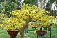 Làng mai Phước Định cung ứng trên 3.000 cây mai vàng dịp Tết