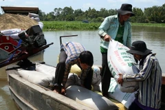 Sẽ sớm thu mua tạm trữ lúa, gạo vụ Đông Xuân 2014-2015