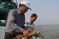 Kiên Giang: Thả hơn 530.000 con giống tái tạo nguồn lợi thủy sản 