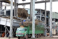 Thực trạng ngành mía đường Việt Nam: “Đổi mới hay là thất bại"