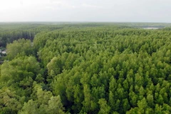 8,8 triệu euro bảo vệ rừng ngập mặn Đồng bằng Sông Cửu Long