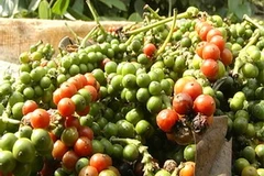 Ảnh minh họa. (Nguồn: Internet)