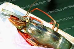 Tôm sú châu Phi. (Nguồn: thuysanvietnam.com.vn)