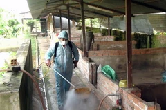 Phun thuốc khử trùng tại khu vực chăn nuôi lợn ở Tân Biên, Tây Ninh. (Ảnh: Vũ Tiến Lực/TTXVN)