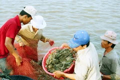 Biến đổi khí hậu khiến nhiều nghề sản xuất gặp khó khăn. Ảnh minh họa. (Nguồn: Internet)