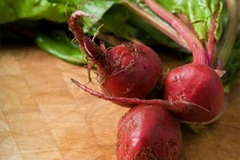 Một chủng E.coli mới được phát hiện trong mầm củ cải đường cùa Hà Lan. (Nguồn: Internet)