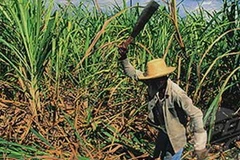 Nông dân Cuab trên ruộng mía. (Nguồn: AP)