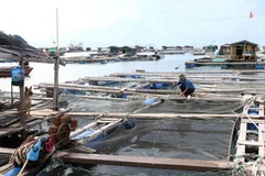 Nuôi cá lồng trên vịnh Nghi Sơn, Thanh Hóa. (Ảnh: Anh Tuấn/TTXVN)