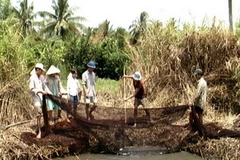 Nhiều đìa cá đã mất trắng vì mùa mưa đến sớm. Ảnh minh họa. (Nguồn: Internet)