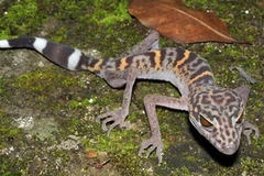 Tắc kè da báo tìm thấy ở Việt Nam, loài vật được xếp hạng quý hiếm và đang bị đe dọa. (Nguồn: WWF Greater Mekong)