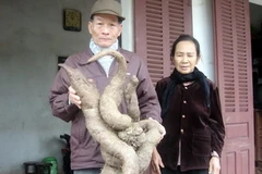 Củ lăn hình con trăn do gia đình ông Nẫm đào được. (Ảnh: Tạ Văn Toàn/Vietnam+)