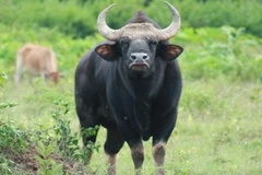 Một cá thể bò tót. 