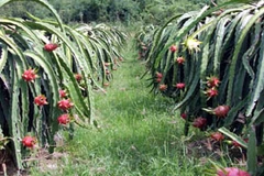 (Nguồn: tiengiang.gov.vn)