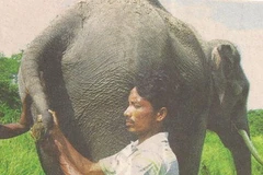 Shambhu bị chặt bỏ một phần đuôi sau trận sống mái. (Ảnh chụp từ báo The Pioneer)