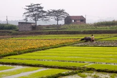 Các địa phương nên chủ động lấy nước vào ruộng. (Ảnh: Ngọc Hà/TTXVN)