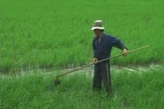 Ảnh minh họa.