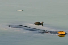 Rùa tai đỏ xuất hiện trên lưng cụ rùa Hồ Gươm. (Nguồn: VnExpress)