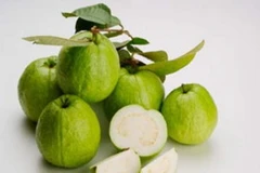 Ổi Bo Thái Bình. (Nguồn: Internet)