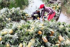 Thu hoạch dứa. (Nguồn: TTXVN)