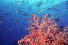 Nhiều loài sinh vật sống dưới vùng biển sâu Indonesia. Ảnh minh họa. (Nguồn: Internet)