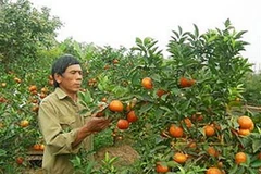 Đặc sản cam Canh được tiêu thụ nhiều trong dịp Tết Nguyên đán. (Nguồn: Internet)