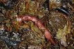 Một hóa thạch giun cổ được tìm thấy ở Mỹ. (Nguồn: Internet)