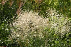 Cỏ chè vè. (Nguồn: Internet)