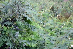 Cây mai dương có tốc độ sinh trưởng rất nhanh. (Ảnh: Quốc Việt/Vietnam+)