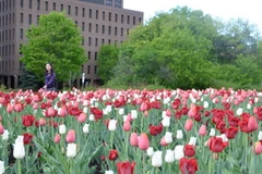 Canada: Tưng bừng lễ hội hoa tulip lớn nhất thế giới