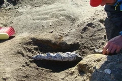 Hóa thạch cá voi cổ đại được tìm thấy tại đảo Marambio. (Nguồn: Internet)