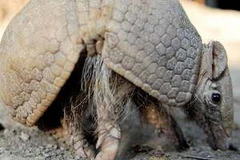 Tatu - một loài động vật có nguy cơ tuyệt chủng sống tại Đông Bắc Brazil. (Nguồn: AFP/TTXVN)