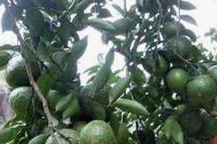 Ảnh minh họa. (Nguồn: TTXVN)