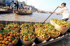 Quýt đường Hưng Phú được chở đi tiêu thụ. (Nguồn: Internet)