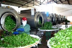 Chế biến chè. Ảnh chỉ có tính minh họa. (Nguồn: Internet)