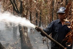 Tập trung dập lửa trong một vụ cháy rừng ở Công ty lâm nghiệp U Minh hạ. (Ảnh: Lê Huy Hải/TTXVN)